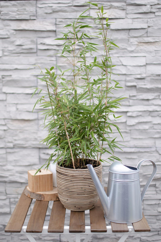 Fargesia rufa - Niet woekerende bamboe - Ø29cm - ↕80cm - Ø19 - ↨60cm - Happy City Plants