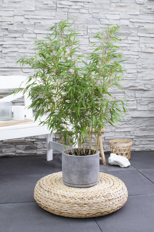 Fargesia rufa - Niet woekerende bamboe - Ø29cm - ↕80cm - Ø23 - ↨80cm - Happy City Plants