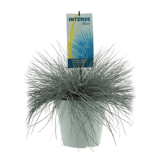 Festuca Glauca Intense Blue - Ø23cm - ↕50cm - Happy City Plants