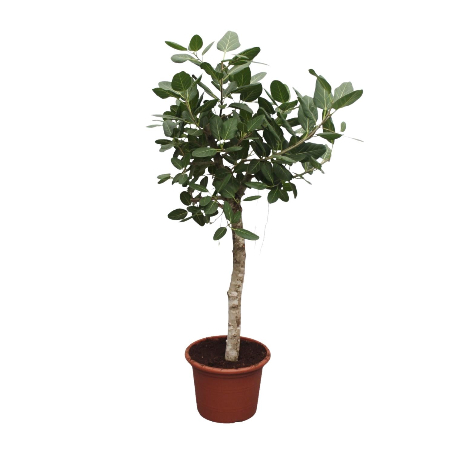 Ficus Benghalensis boom - 200 cm - ø50 - Happy City Plants
