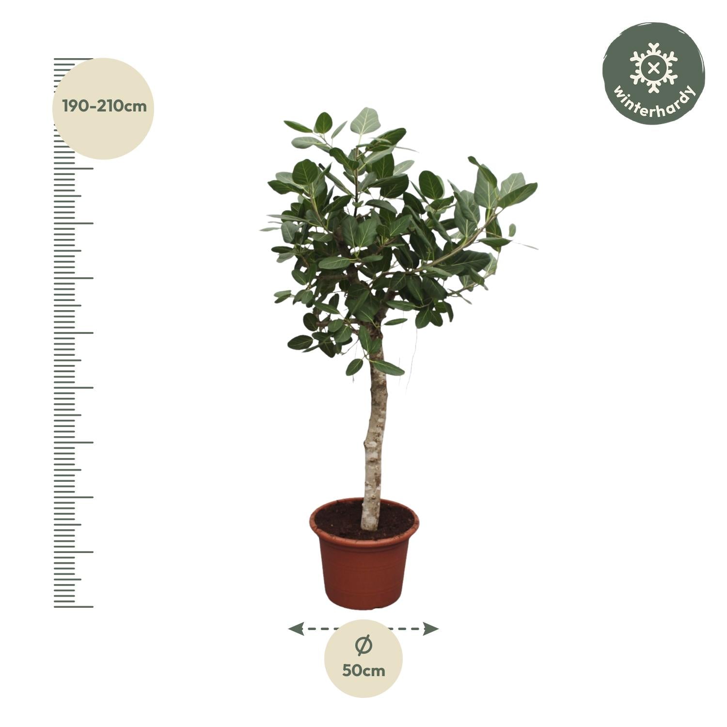 Ficus Benghalensis boom - 200 cm - ø50 - Happy City Plants