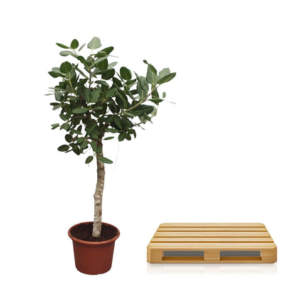 Ficus Benghalensis boom - 200 cm - ø50 - Happy City Plants
