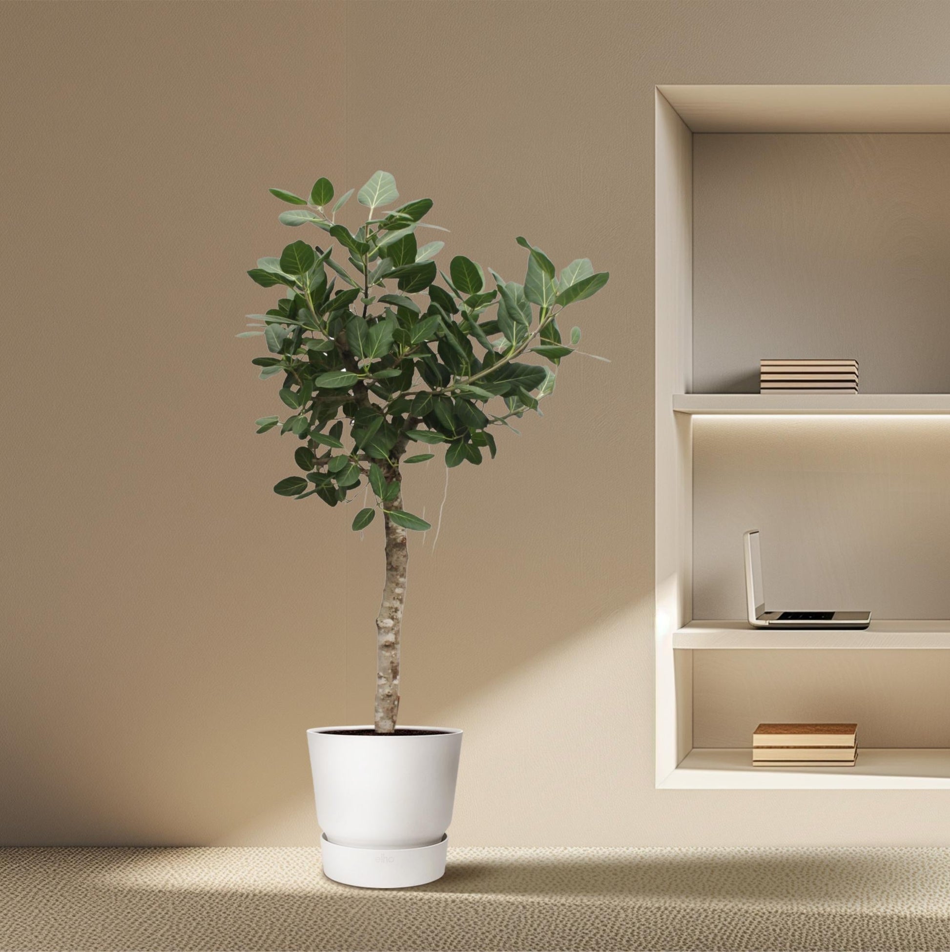 Ficus Benghalensis boom - 200 cm - ø50 - Happy City Plants