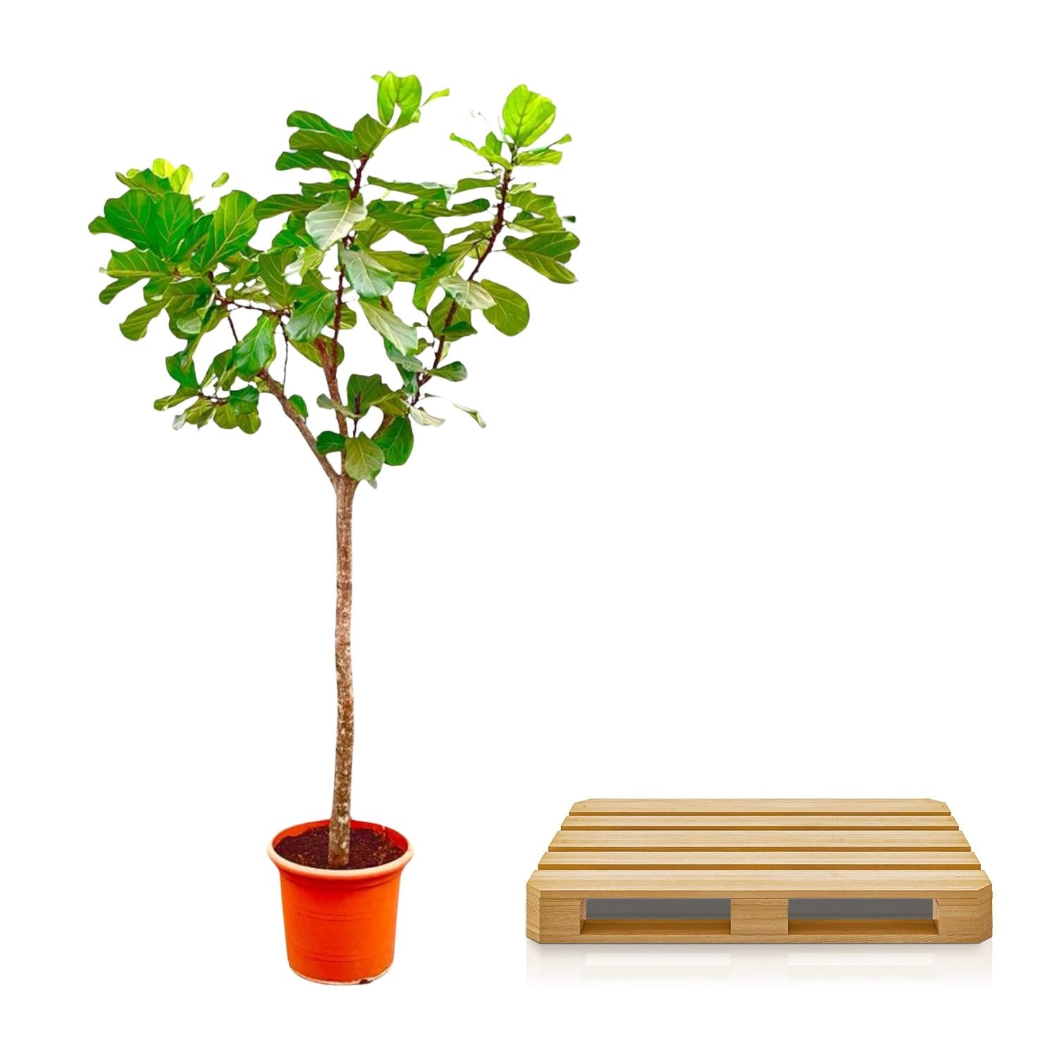 Ficus Lyrata boom XXXL - 270cm - ø45 - Happy City Plants