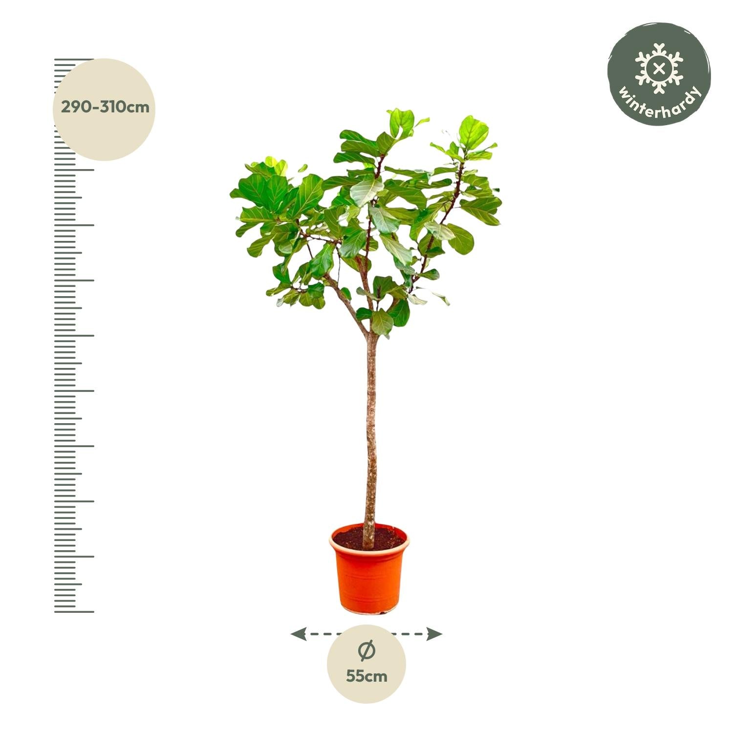 Ficus Lyrata boom XXXL - 270cm - ø45 - Happy City Plants