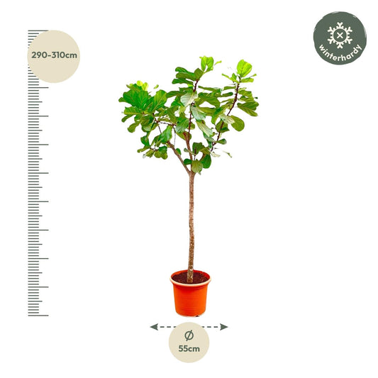 Ficus Lyrata boom XXXL - 270cm - ø45 - Happy City Plants