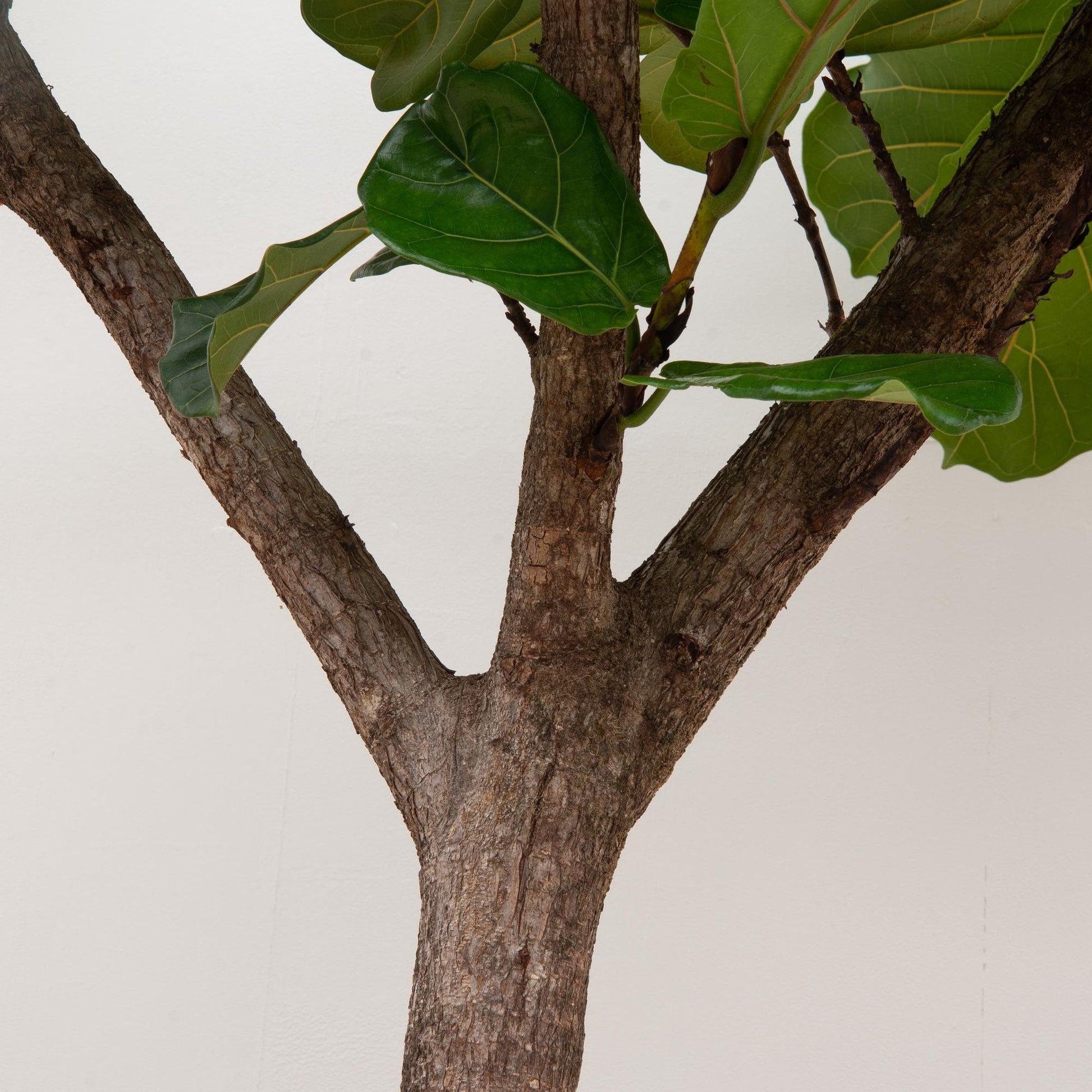 Ficus Lyrata boom XXXL - 270cm - ø45 - Happy City Plants