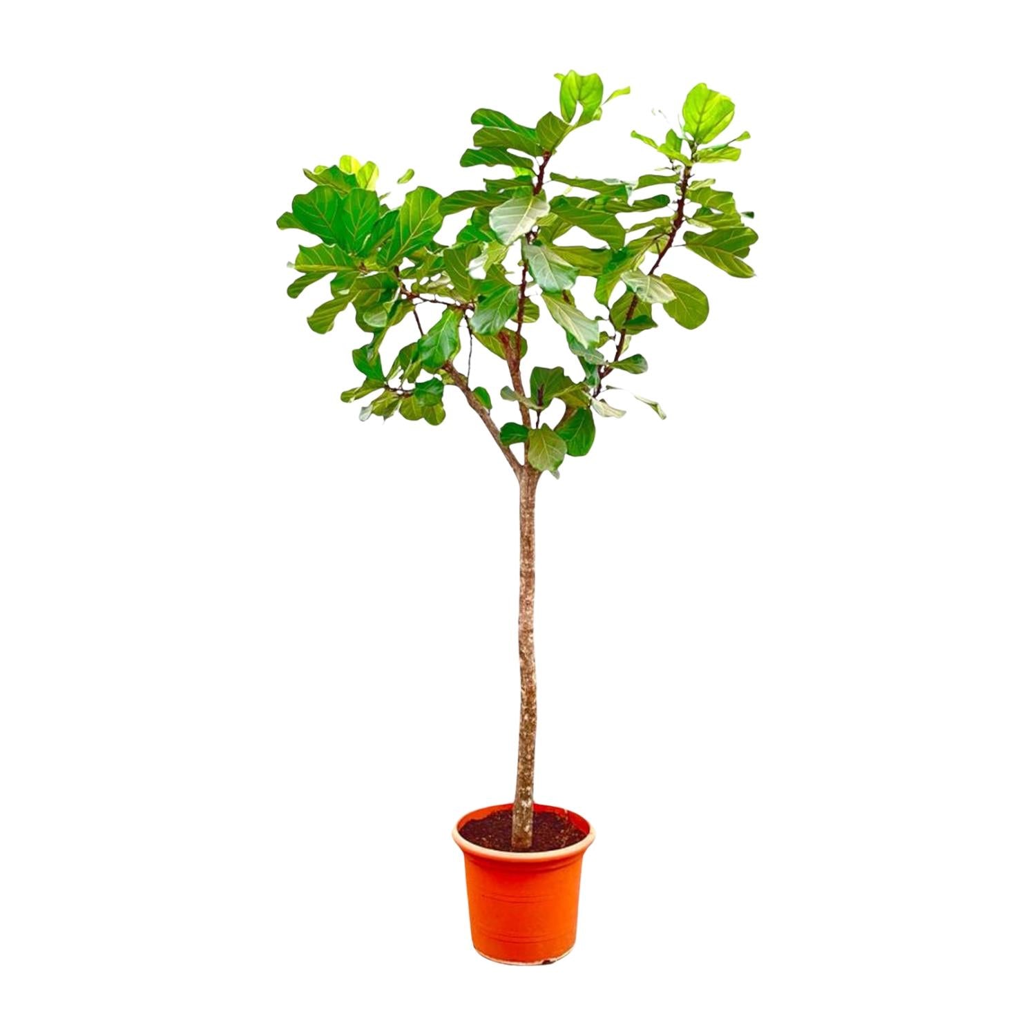 Ficus Lyrata boom XXXL - 270cm - ø45 - Happy City Plants