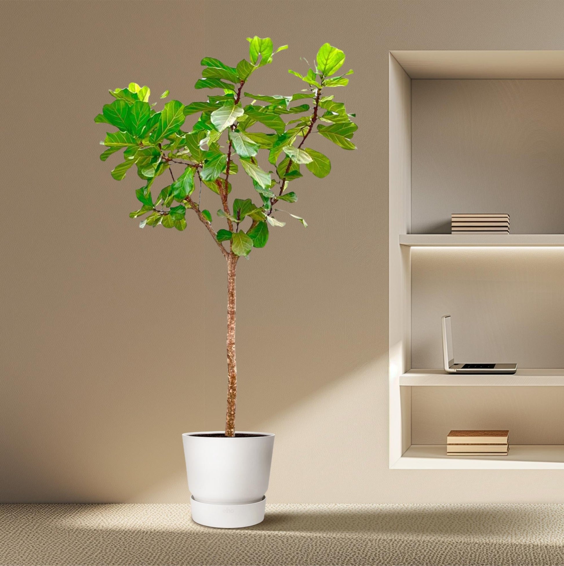 Ficus Lyrata boom XXXL - 270cm - ø45 - Happy City Plants