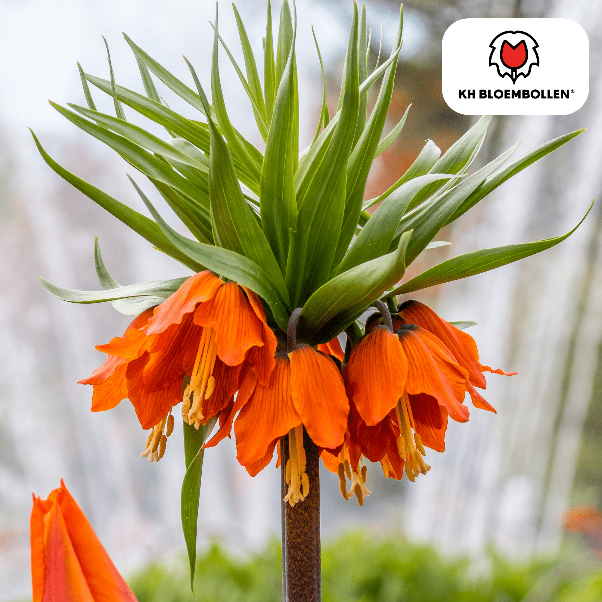 Fritillaria (5 stuks) – bijzonder patroon - Happy City Plants