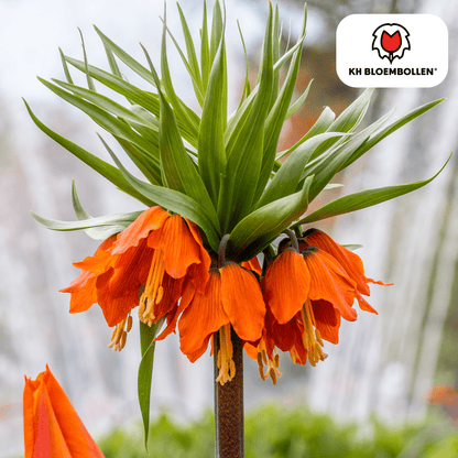 Fritillaria (5 stuks) – bijzonder patroon - Happy City Plants