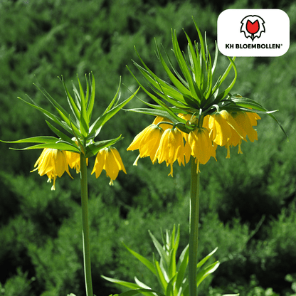 Fritillaria (5 stuks) – bijzonder patroon - Happy City Plants