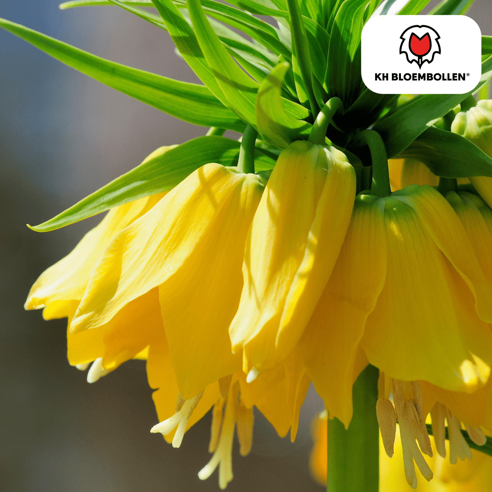 Fritillaria (5 stuks) – bijzonder patroon - Happy City Plants