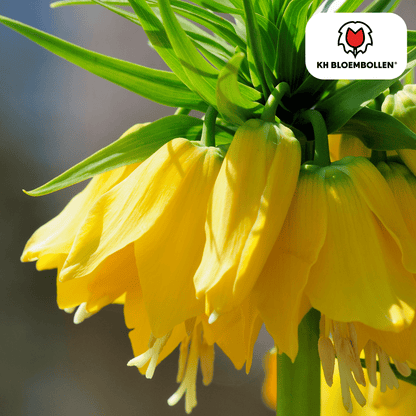 Fritillaria (5 stuks) – bijzonder patroon - Happy City Plants