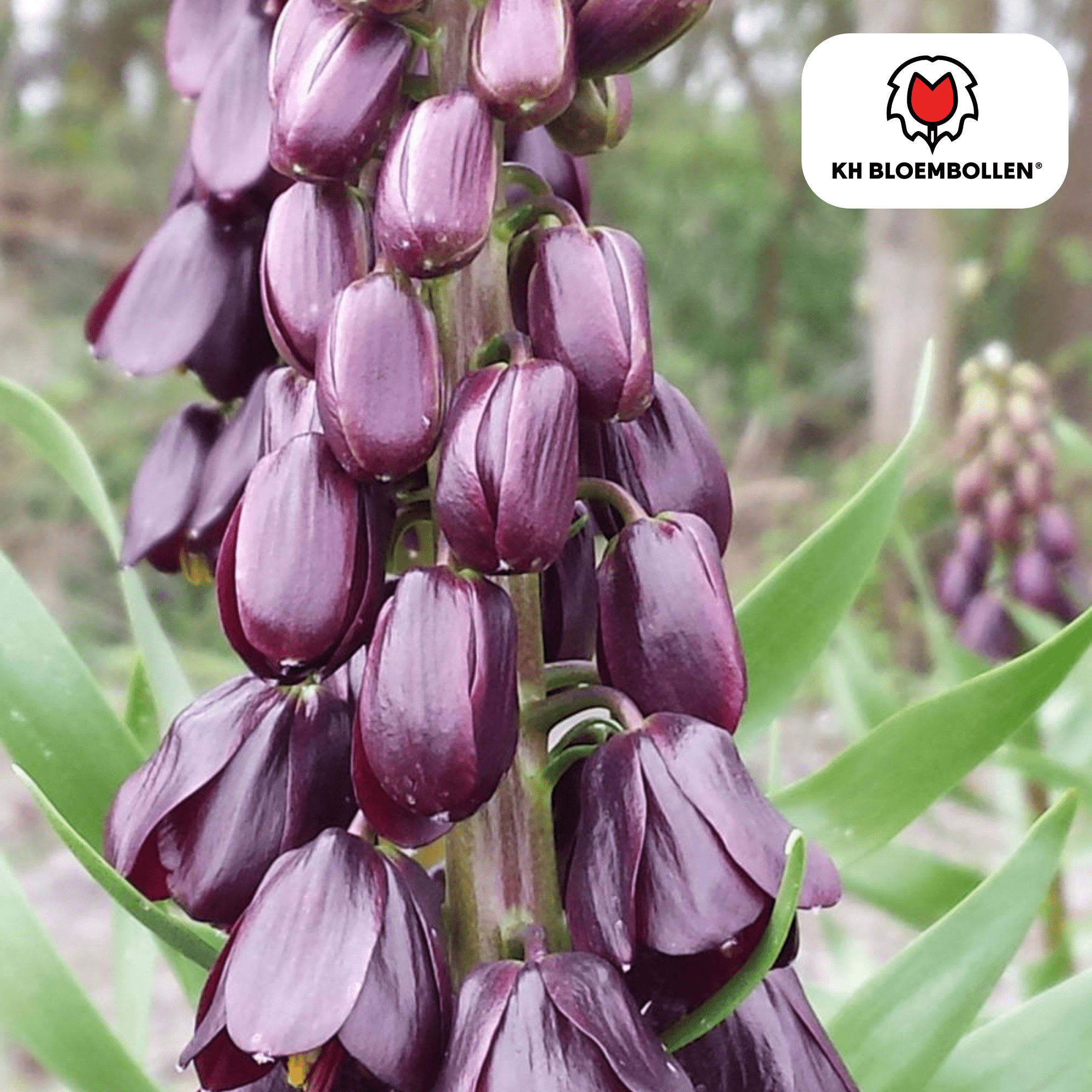 Fritillaria (5 stuks) – bijzonder patroon - Happy City Plants