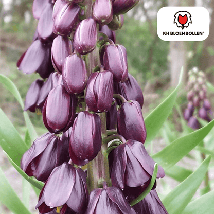 Fritillaria (5 stuks) – bijzonder patroon - Happy City Plants