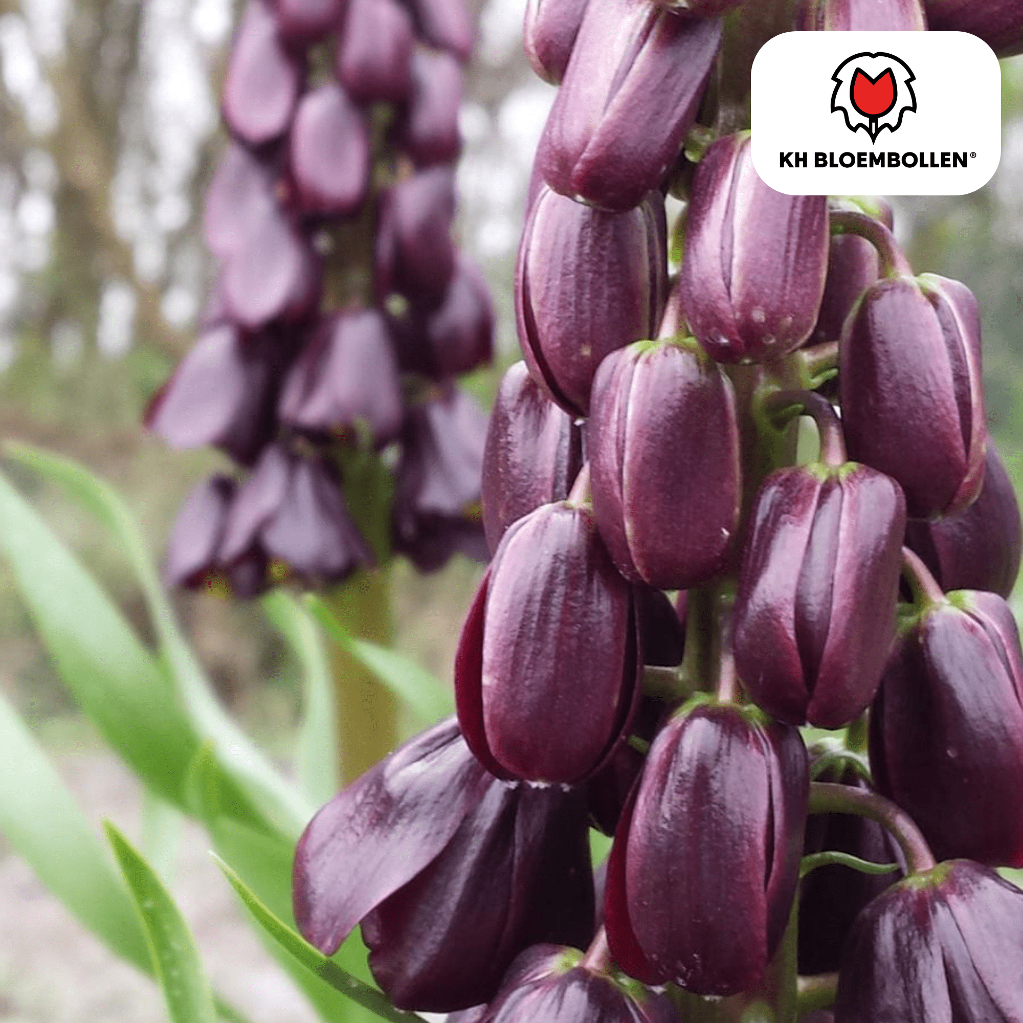 Fritillaria (5 stuks) – bijzonder patroon - Happy City Plants
