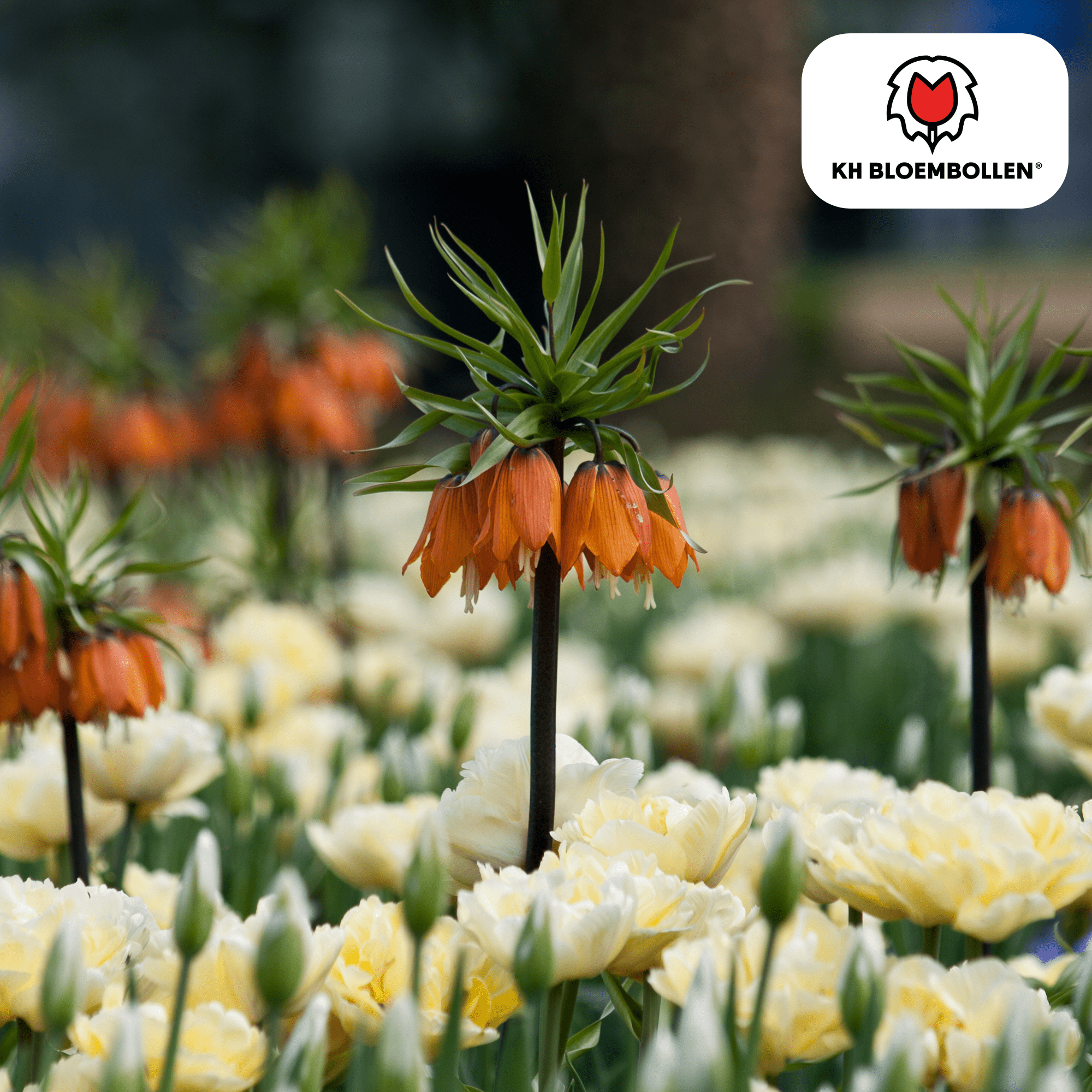 Fritillaria (5 stuks) – bijzonder patroon - Happy City Plants