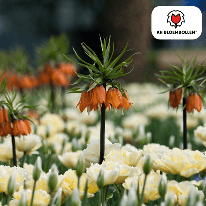 Fritillaria (5 stuks) – bijzonder patroon - Happy City Plants