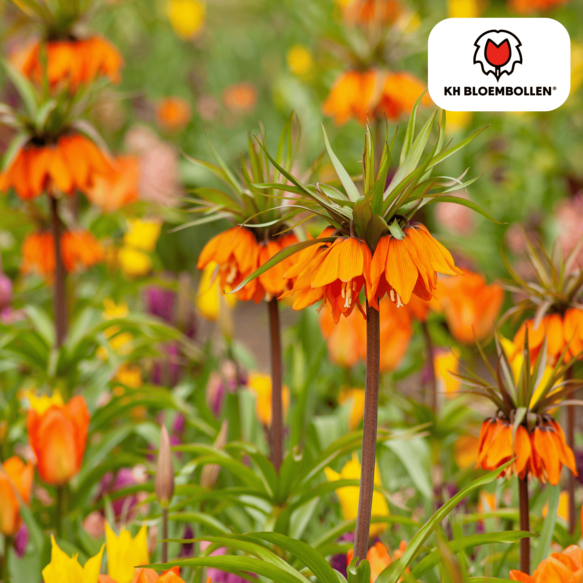 Fritillaria (5 stuks) – bijzonder patroon - Happy City Plants
