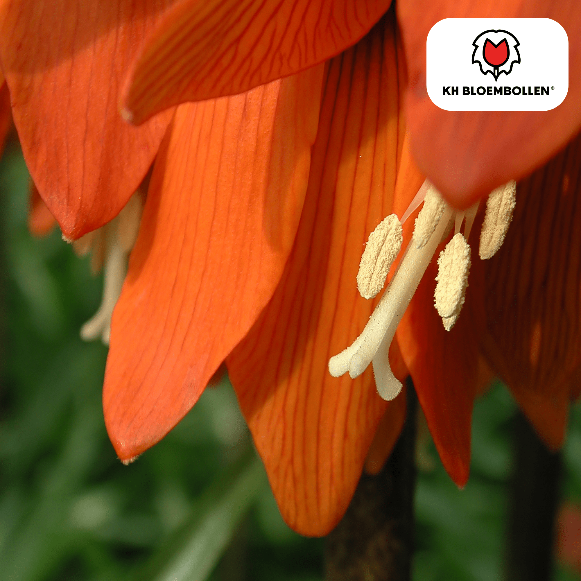 Fritillaria (5 stuks) – bijzonder patroon - Happy City Plants