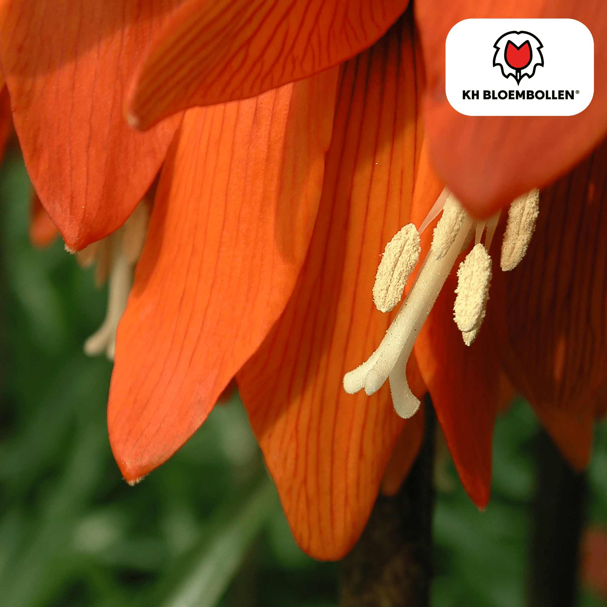 Fritillaria (5 stuks) – bijzonder patroon - Happy City Plants
