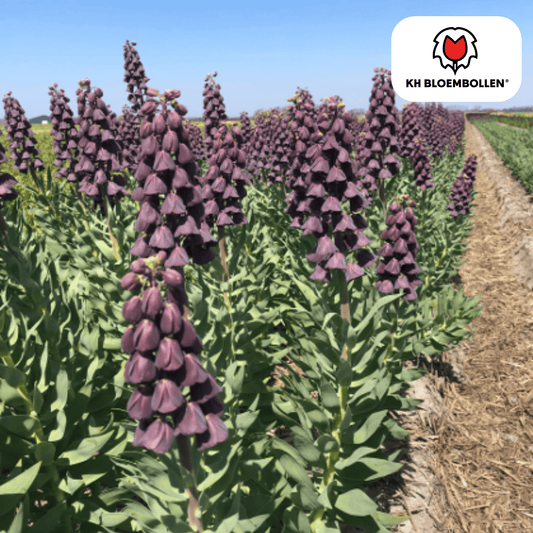 Fritillaria (5 stuks) – bijzonder patroon - Happy City Plants