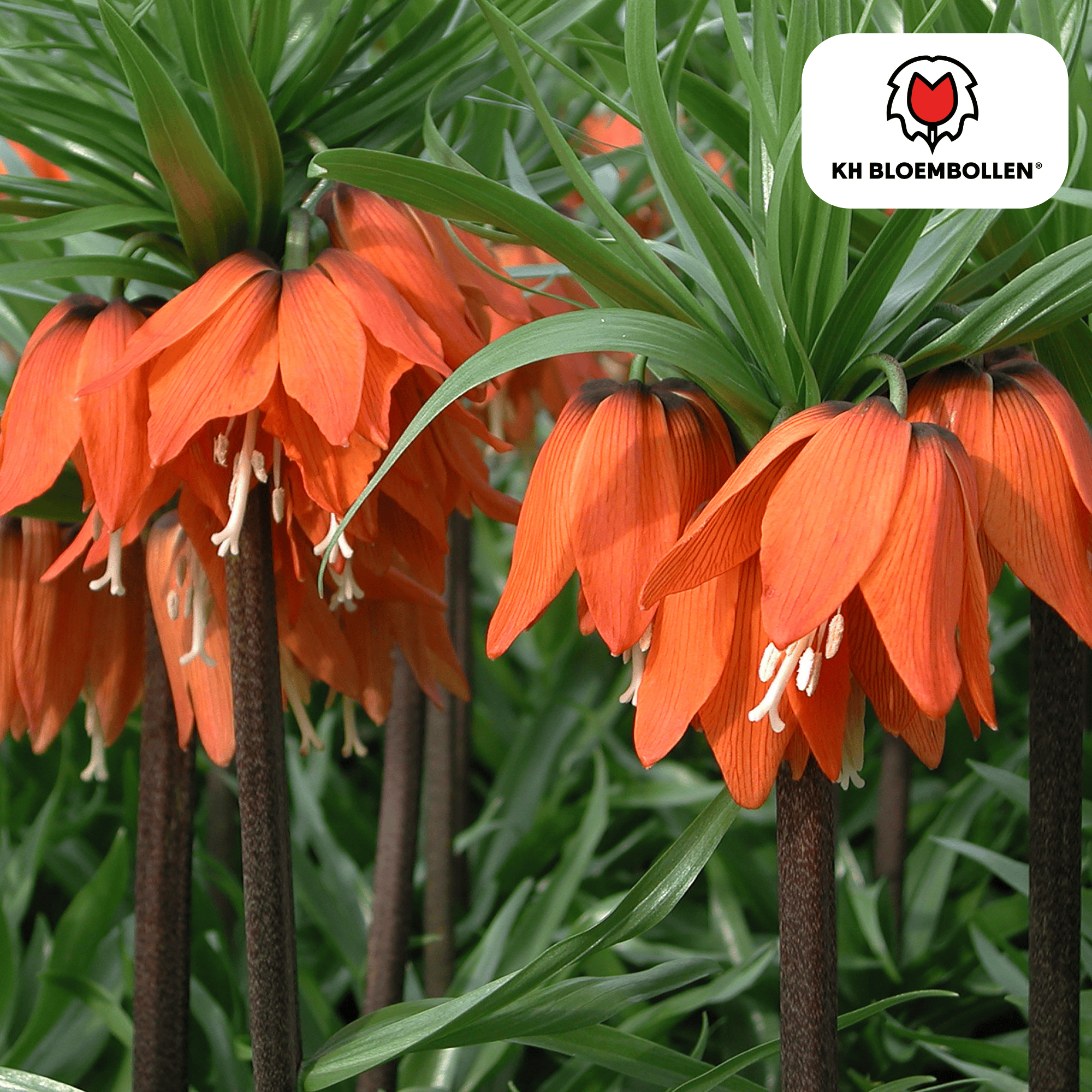 Fritillaria (5 stuks) – bijzonder patroon - Happy City Plants