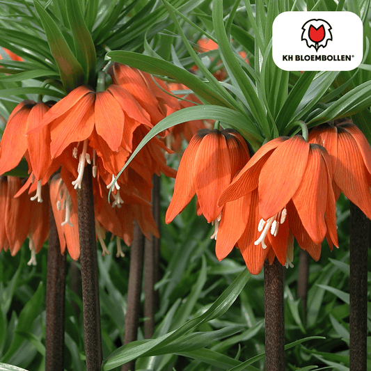 Fritillaria (5 stuks) – bijzonder patroon - Happy City Plants