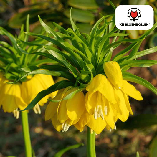 Fritillaria (5 stuks) – bijzonder patroon - Happy City Plants