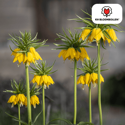 Fritillaria (5 stuks) – bijzonder patroon - Happy City Plants