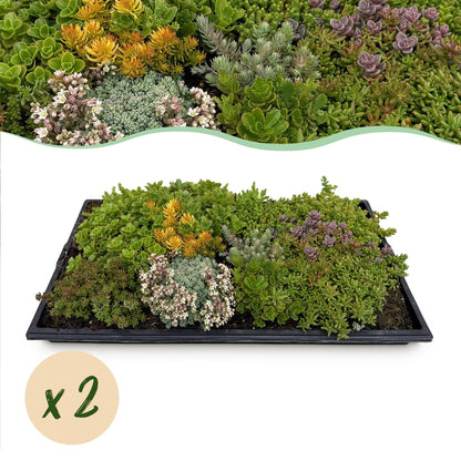 Green boutiQ - Bodembedekker - Winterhard - Sedum mat - Bestaat uit 10 soorten - X2 - Weinig Onderhoud - Lengte 50 Breedte 30 - Happy City Plants
