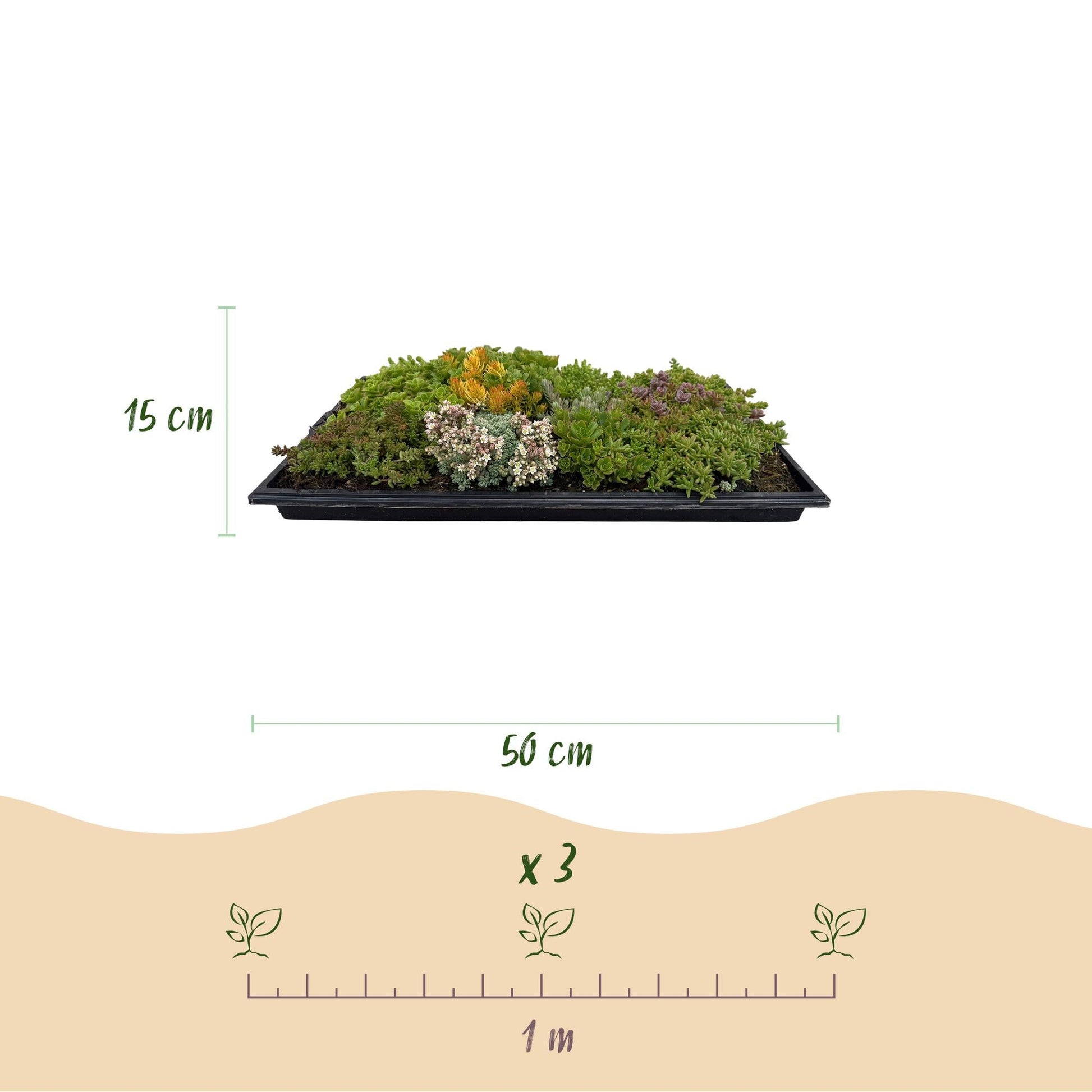 Green boutiQ - Bodembedekker - Winterhard - Sedum mat - Bestaat uit 10 soorten - X2 - Weinig Onderhoud - Lengte 50 Breedte 30 - Happy City Plants