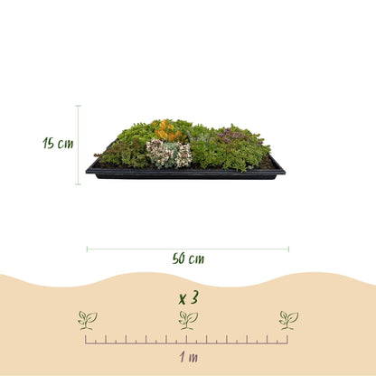 Green boutiQ - Bodembedekker - Winterhard - Sedum mat - Bestaat uit 10 soorten - X2 - Weinig Onderhoud - Lengte 50 Breedte 30 - Happy City Plants