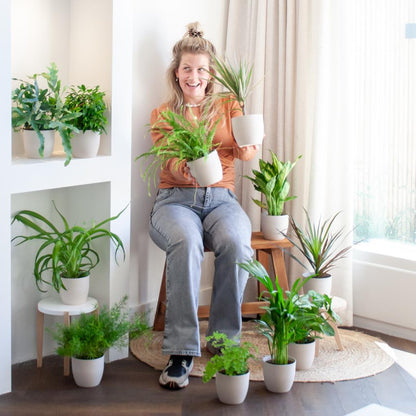 Groene Kneusjesbox (12 stuks) - incl. 12 x pot Viber wit - Happy City Plants