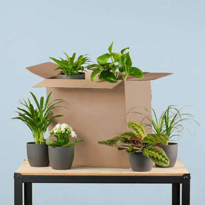 Groene Kneusjesbox – 6 kamerplanten met duurzame Viber potten 🌱🖤 - Happy City Plants
