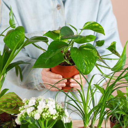 Groene Kneusjesbox – 6 kamerplanten met duurzame Viber potten 🌱🖤 - Happy City Plants