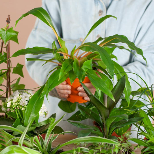 Groene Kneusjesbox – 6 kamerplanten met duurzame Viber potten 🌱🖤 - Happy City Plants