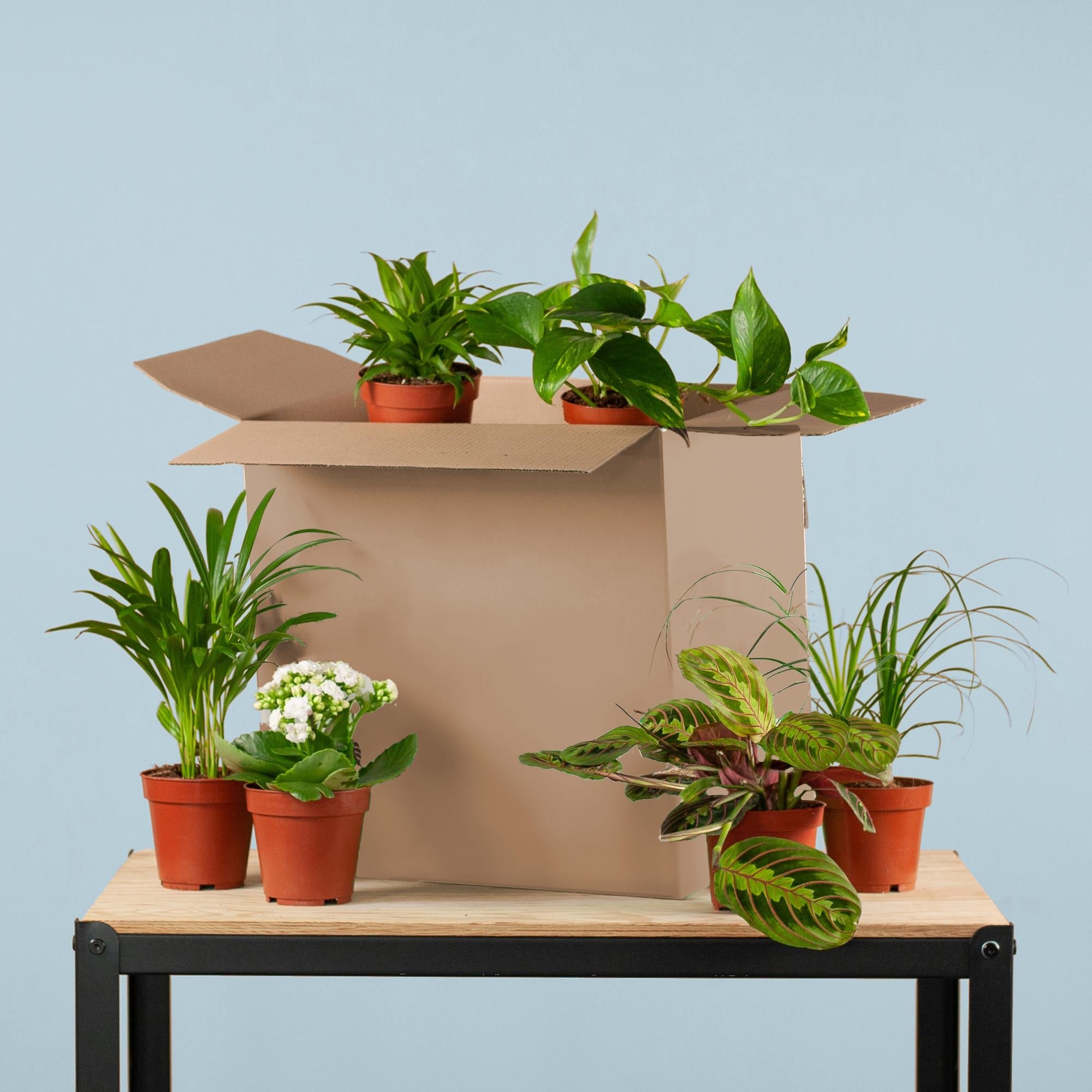 Groene Kneusjesbox – Red 6 kamerplanten met karakter 🌱💚 - Happy City Plants
