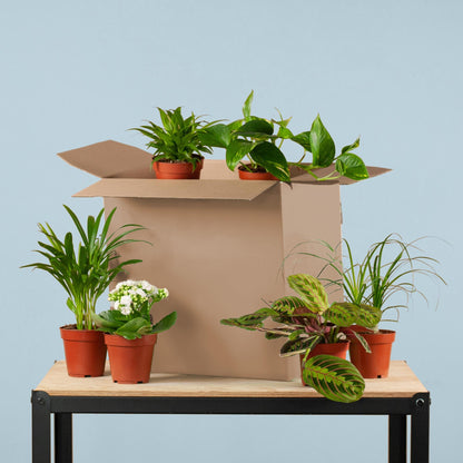 Groene Kneusjesbox – Red 6 kamerplanten met karakter 🌱💚 - Happy City Plants