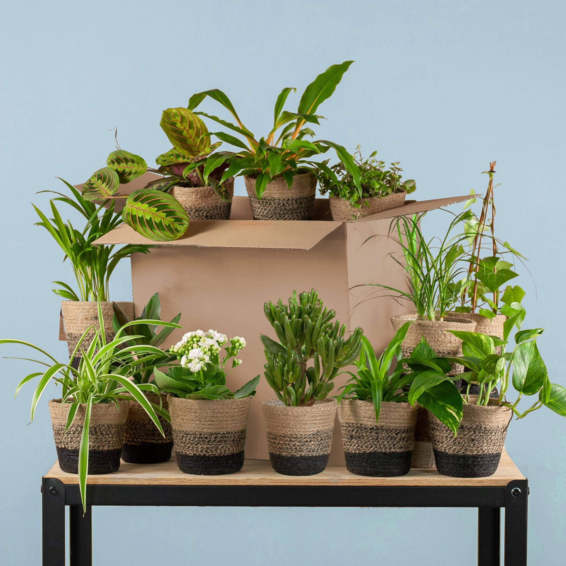 Groene Kneusjesbox XL – 12 kamerplanten met Lissabon jute manden 🌱🖤 - Happy City Plants