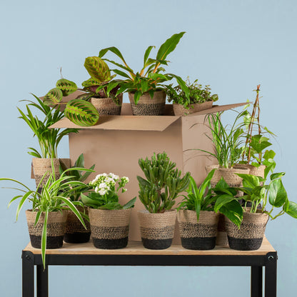 Groene Kneusjesbox XL – 12 kamerplanten met Lissabon jute manden 🌱🖤 - Happy City Plants