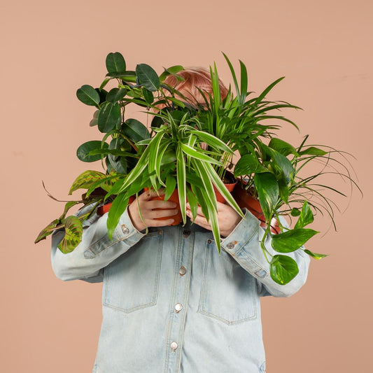 Groene Kneusjesbox XL – 12 kamerplanten met Lissabon jute manden 🌱🖤 - Happy City Plants