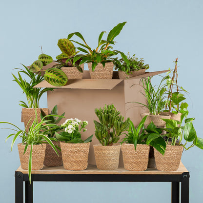 Groene Kneusjesbox XL – 12 kamerplanten met Sofia zeegras manden 🌱✨ - Happy City Plants