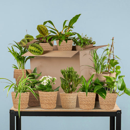 Groene Kneusjesbox XL – 12 kamerplanten met Sofia zeegras manden 🌱✨ - Happy City Plants