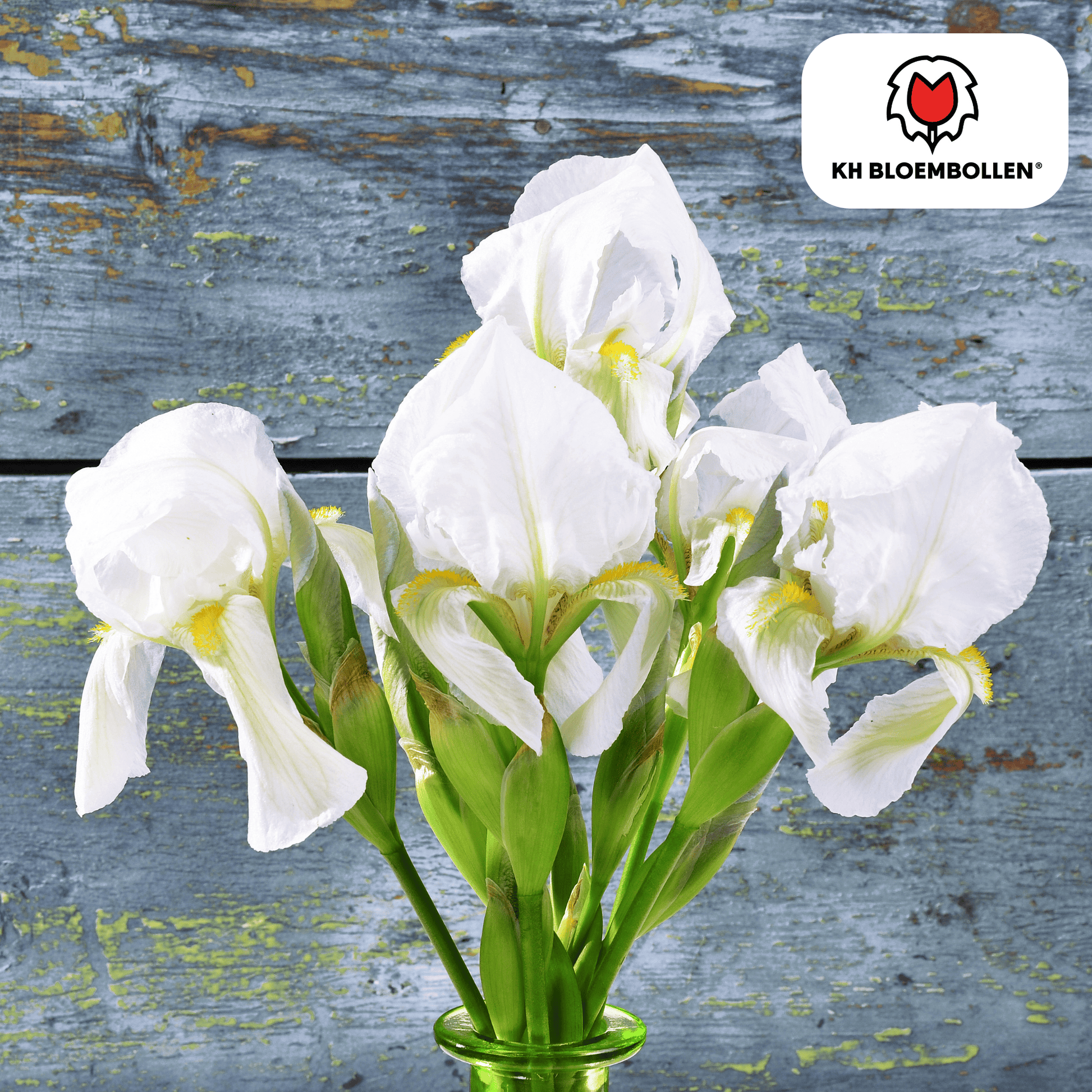 Iris (25 stuks) – diep en krachtig - Happy City Plants