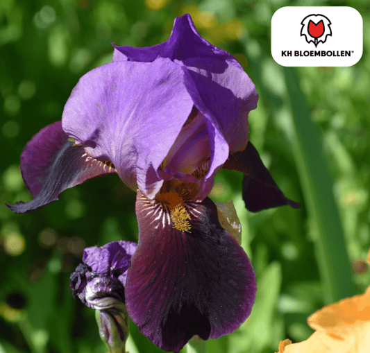 Iris (25 stuks) – diep en krachtig - Happy City Plants