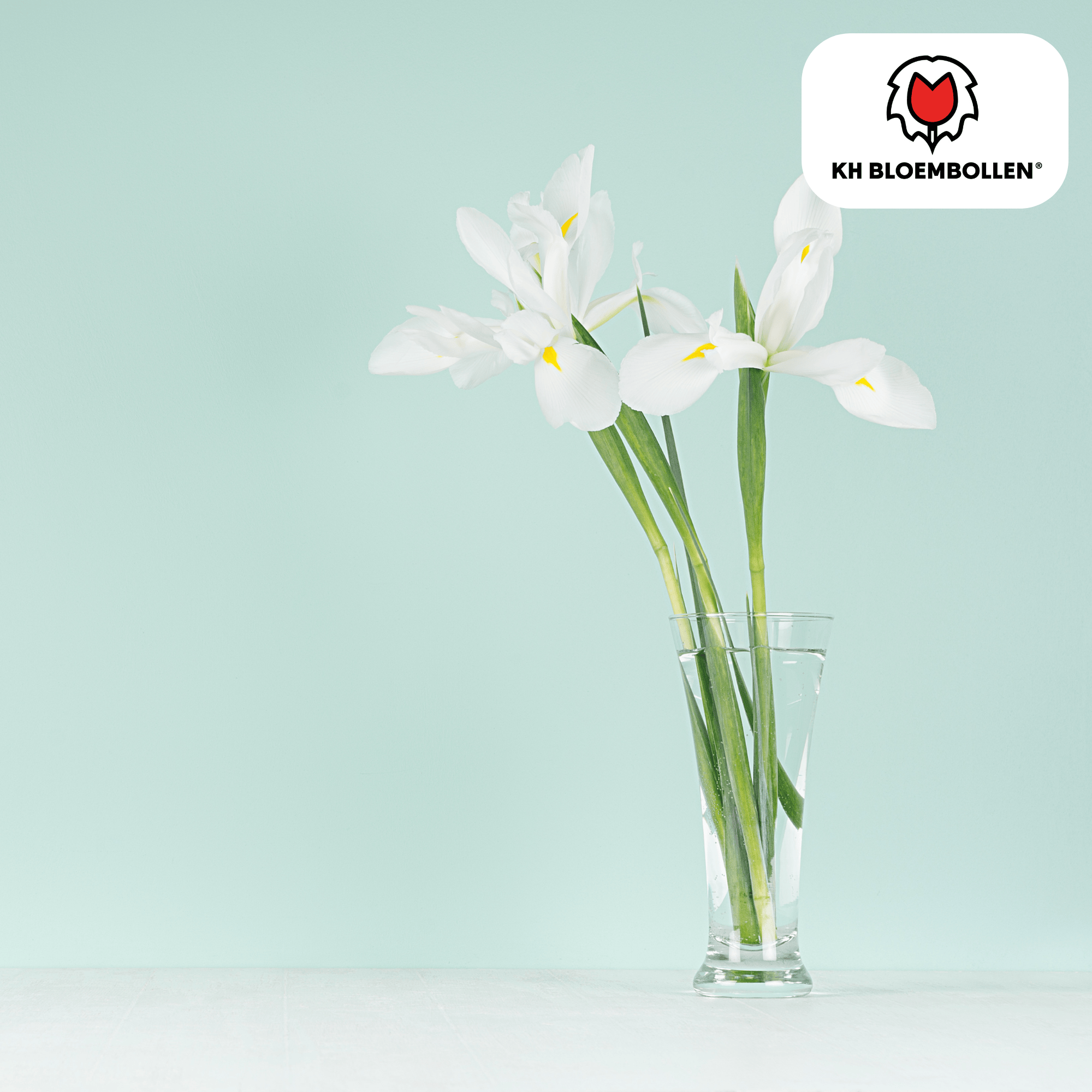 Iris (25 stuks) – diep en krachtig - Happy City Plants