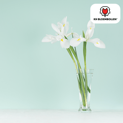 Iris (25 stuks) – diep en krachtig - Happy City Plants