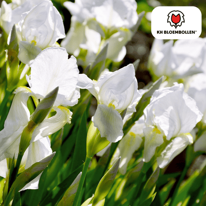 Iris (25 stuks) – diep en krachtig - Happy City Plants